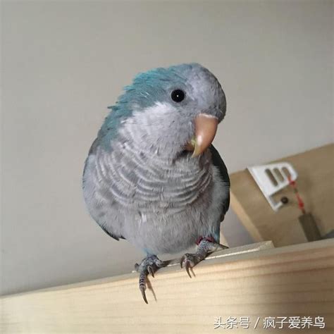 嚇死鳥|鸚鵡的40幾種死法，每種都很容易被人忽略